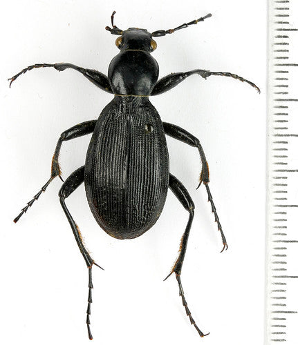 extinct scarf aplothorax